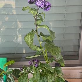 Photo of the plant species Heliotropium arborescens by @CleverCatmint4 named Girlfrond on Greg, the plant care app