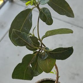 Photo of the plant species Madagascar Jasmine by @CleverCatmint4 named da Vinci on Greg, the plant care app