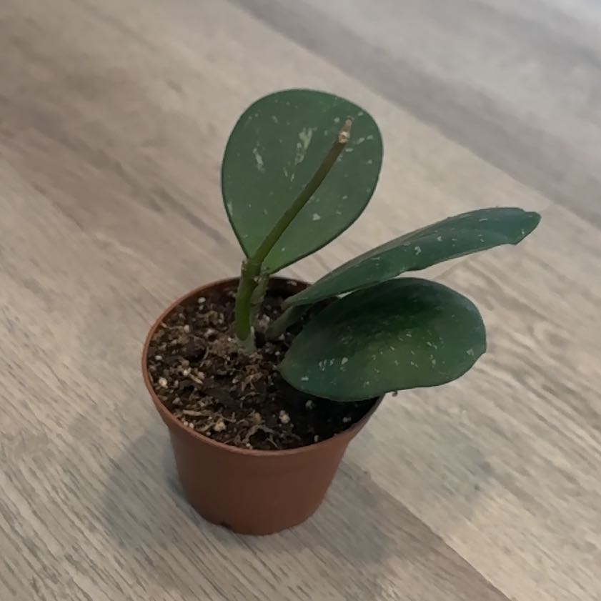Photo of the plant species Splash Hoya Obovata by @CleverCatmint4 named Elina on Greg, the plant care app