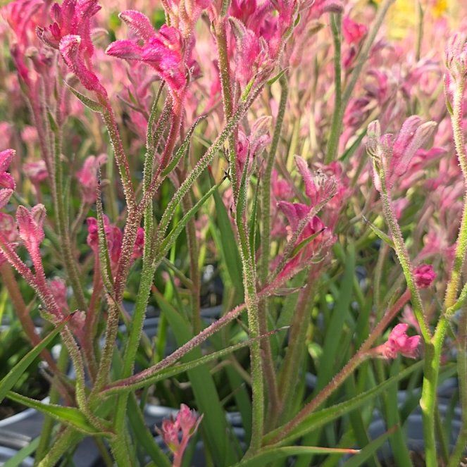 Photo of the plant species Red Kangaroo Paw by @JuicyTexasash32 named Coco on Greg, the plant care app