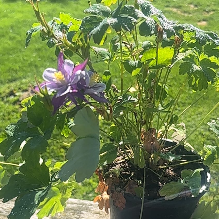 Photo of the plant species Alehoof by @DollBogbean55 named Keanu Leaves on Greg, the plant care app