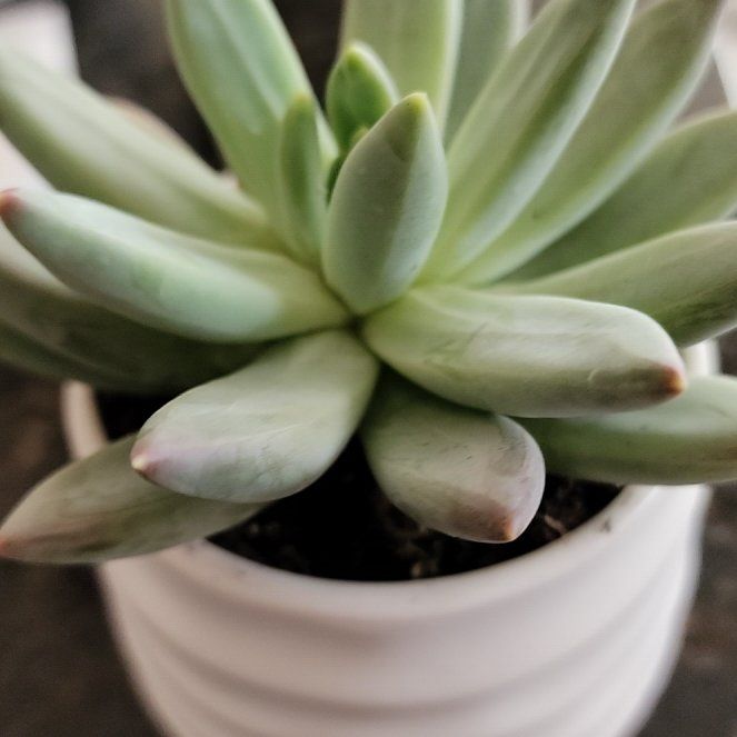 Photo of the plant species Pachyveria Little Jewel by @SuperMarimo33 named Coco on Greg, the plant care app