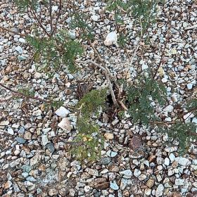 Photo of the plant species Herb Sophia by @TopTearose98 named Baesil on Greg, the plant care app