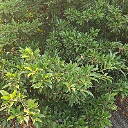 Photo of the plant species Sapote by @PetiteBeebalm22 named Einstein on Greg, the plant care app