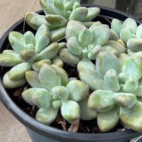 Photo of the plant species Succulent by @BigCaperbush43 named Scarlett on Greg, the plant care app