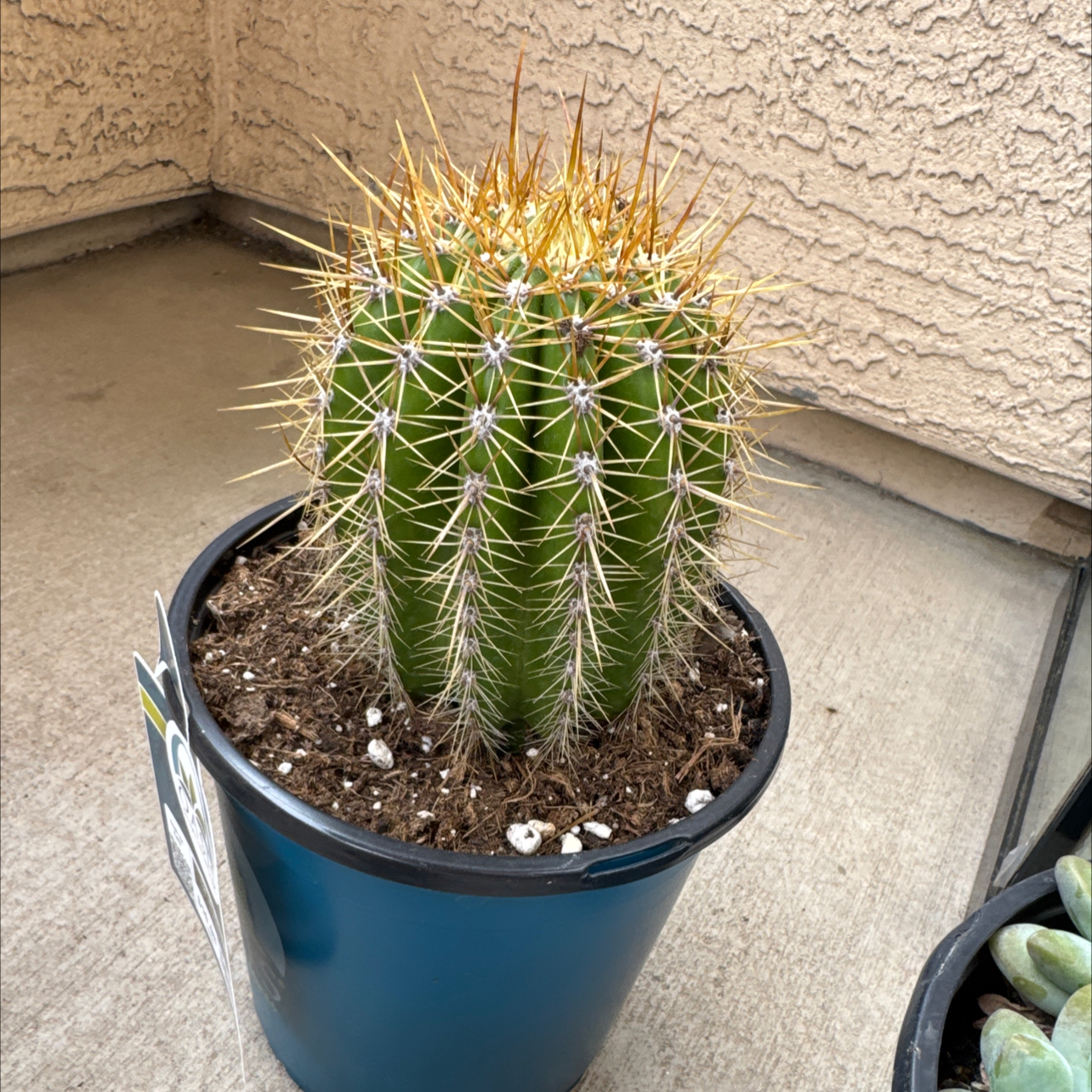 Photo of the plant species Trichocereus poco by @BigCaperbush43 named Sahara on Greg, the plant care app