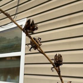 Photo of the plant species Hibiscus by @ZeeBaby0731 named Sanders on Greg, the plant care app