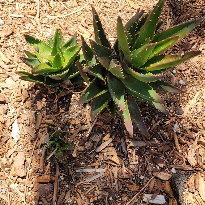 Photo of the plant species Lily of the Desert by @ContentAnacua73 named Wall-E on Greg, the plant care app