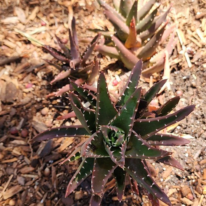 Photo of the plant species Lily of the Desert by @ContentAnacua73 named Kesha on Greg, the plant care app