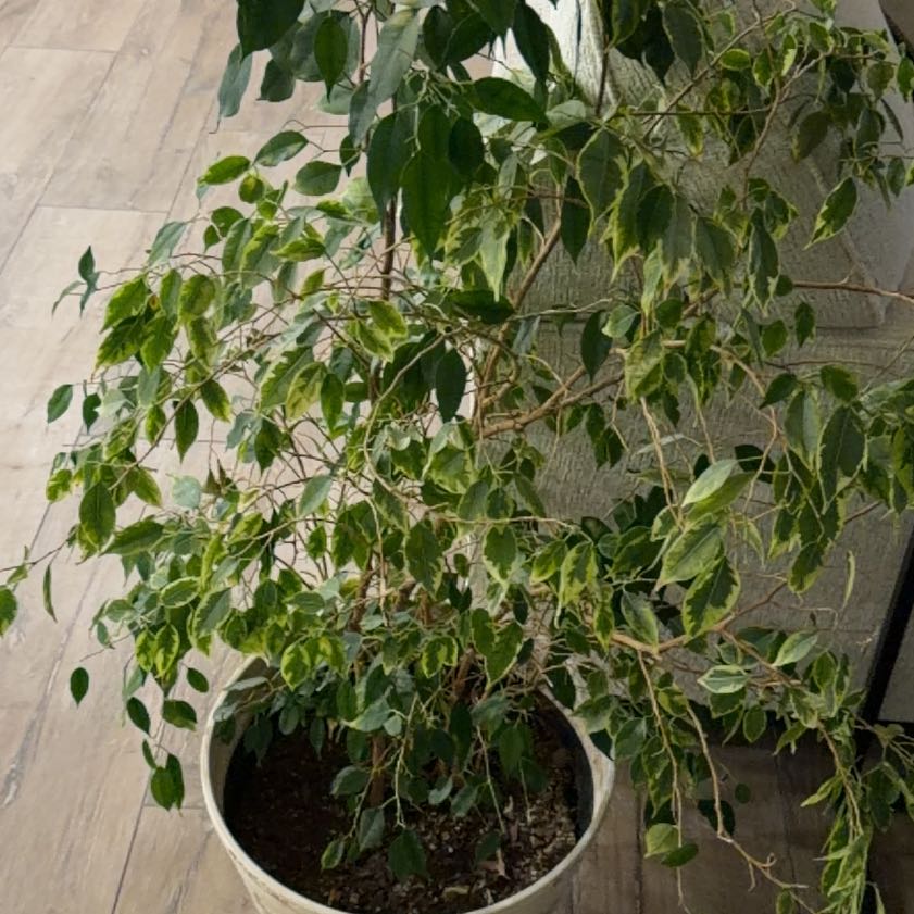 Photo of the plant species Bodhi Tree by @ForemostBlue14 named Clooney on Greg, the plant care app