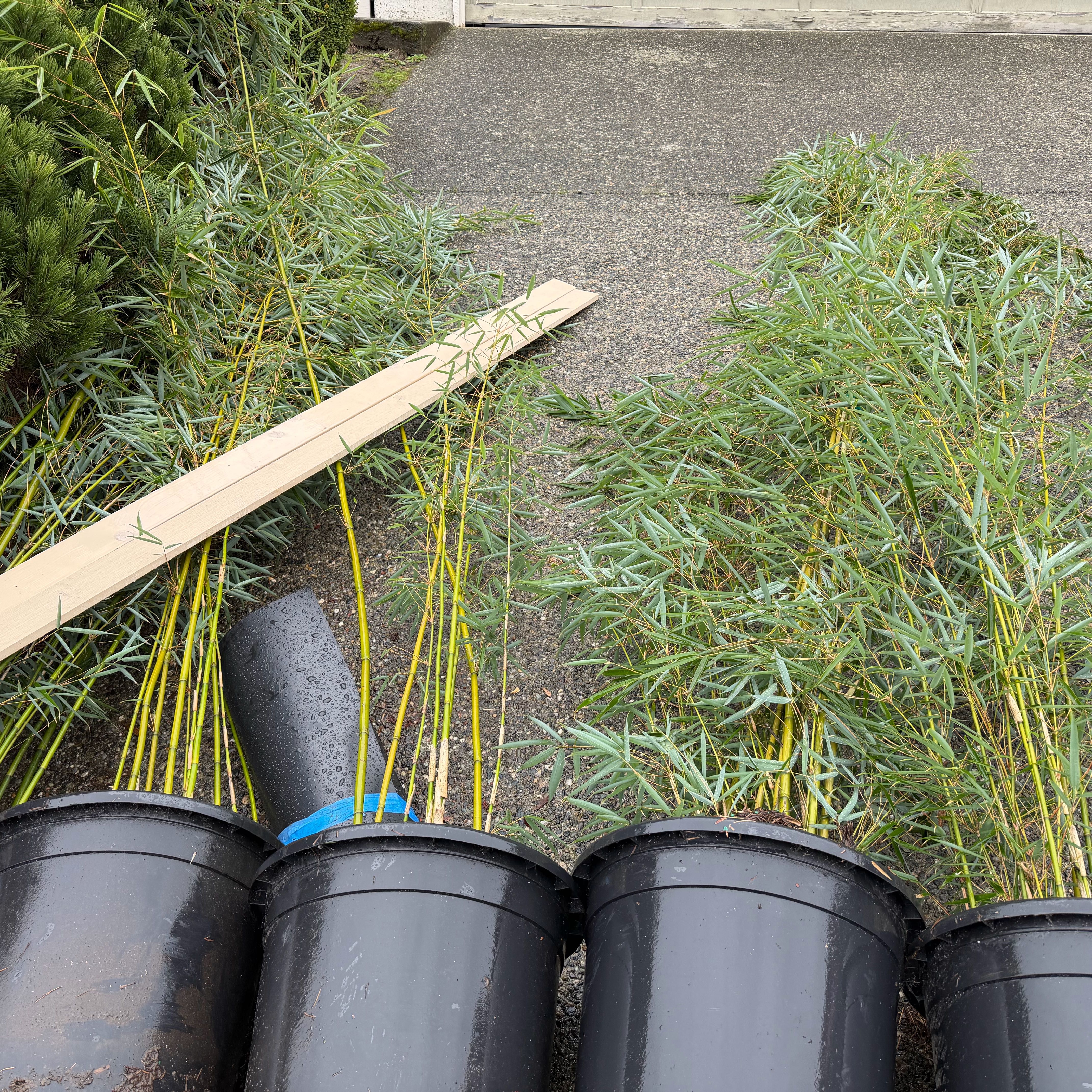 Photo of the plant species Clumping Bamboo by @NewWildyam6 named Rihanna on Greg, the plant care app