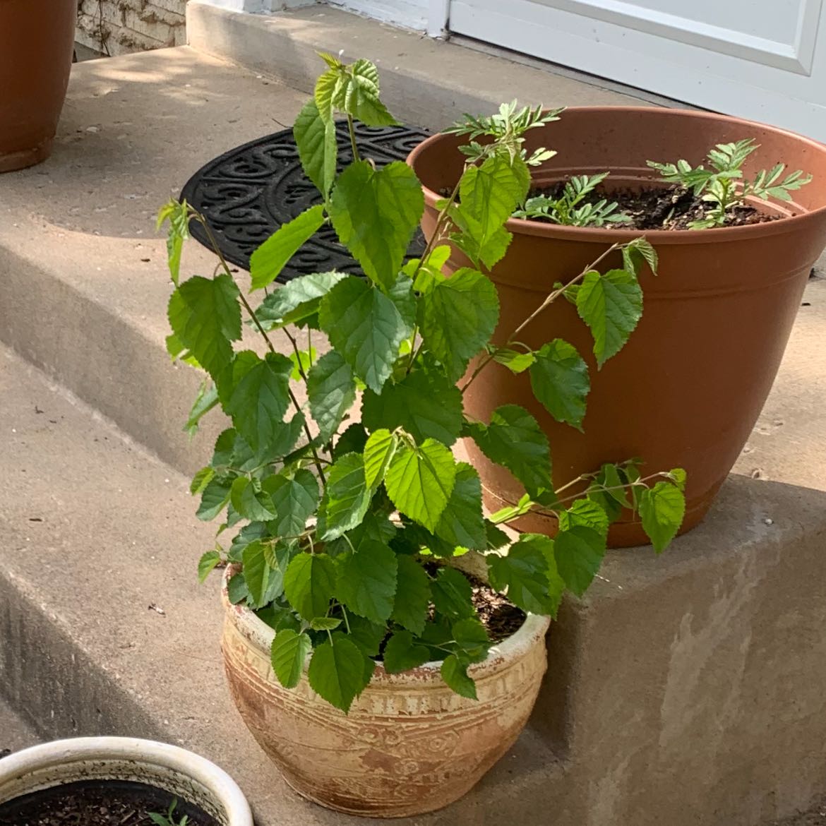 Photo of the plant species Illinois Mulberry by @ChicNoognug35 named Osmo on Greg, the plant care app