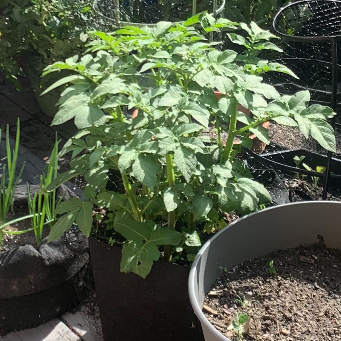 Photo of the plant species Classic Russet Potato by @ChicNoognug35 named McKinley on Greg, the plant care app