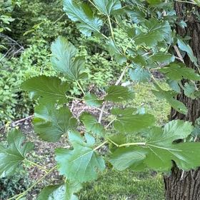 Photo of the plant species White Mulberry by @ChicNoognug35 named ChloroPhil on Greg, the plant care app