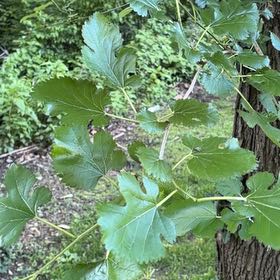 Photo of the plant species White Mulberry by @ChicNoognug35 named Beef on Greg, the plant care app