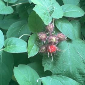 Photo of the plant species Wine Raspberry by @ChicNoognug35 named Homer on Greg, the plant care app