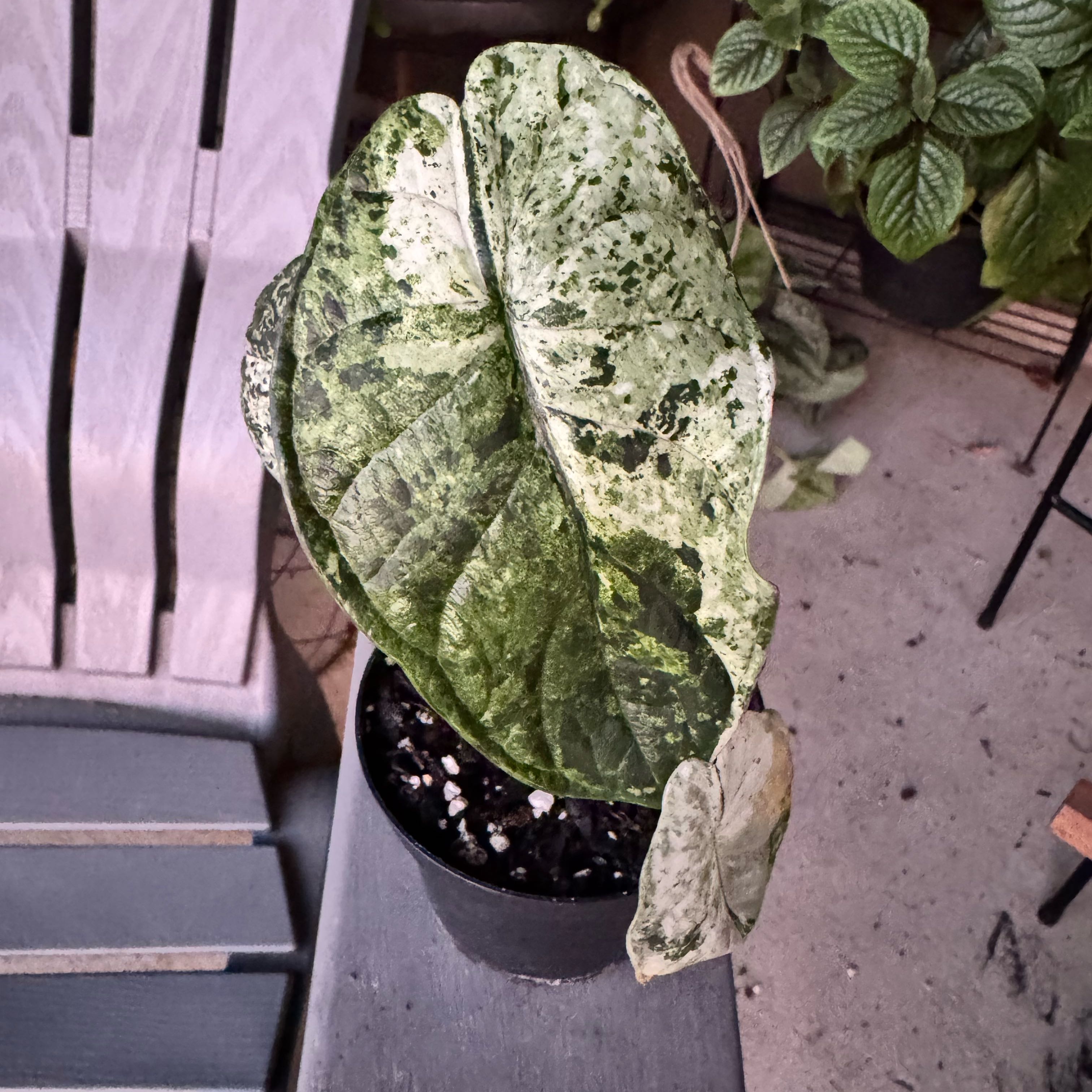 Photo of the plant species Alocasia Dragon Scale Mint by @Beckalynn85 named da Vinci on Greg, the plant care app