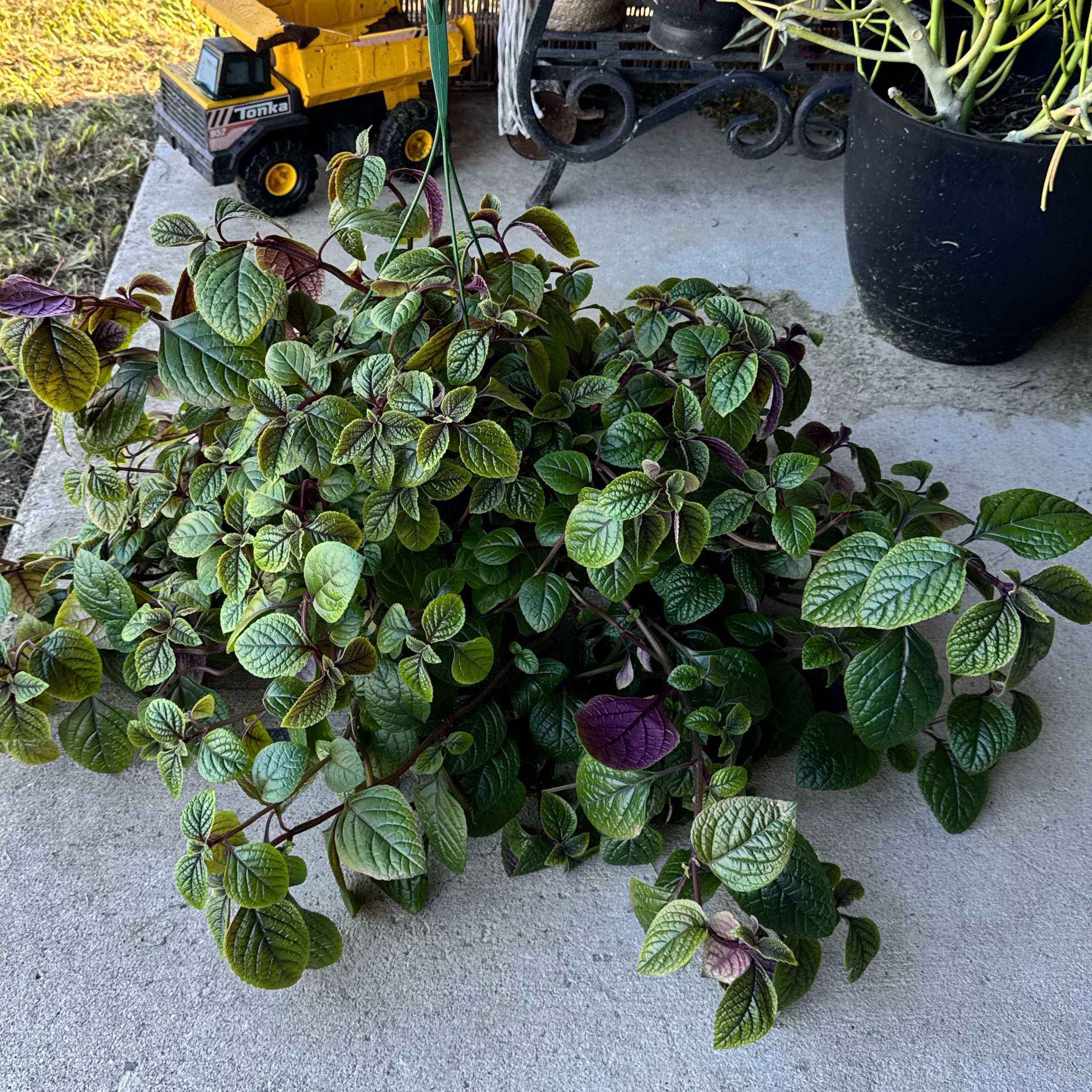 Photo of the plant species Purple Swedish Ivy by @Beckalynn85 named Ronaldo on Greg, the plant care app