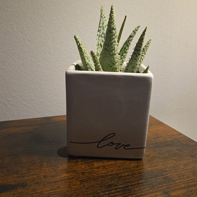 Photo of the plant species Aloe Vera by @PrizedCanna named Harmony on Greg, the plant care app