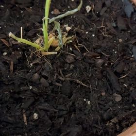 Photo of the plant species Allium chamaespathum by @GodsendPlanty90 named Olio on Greg, the plant care app