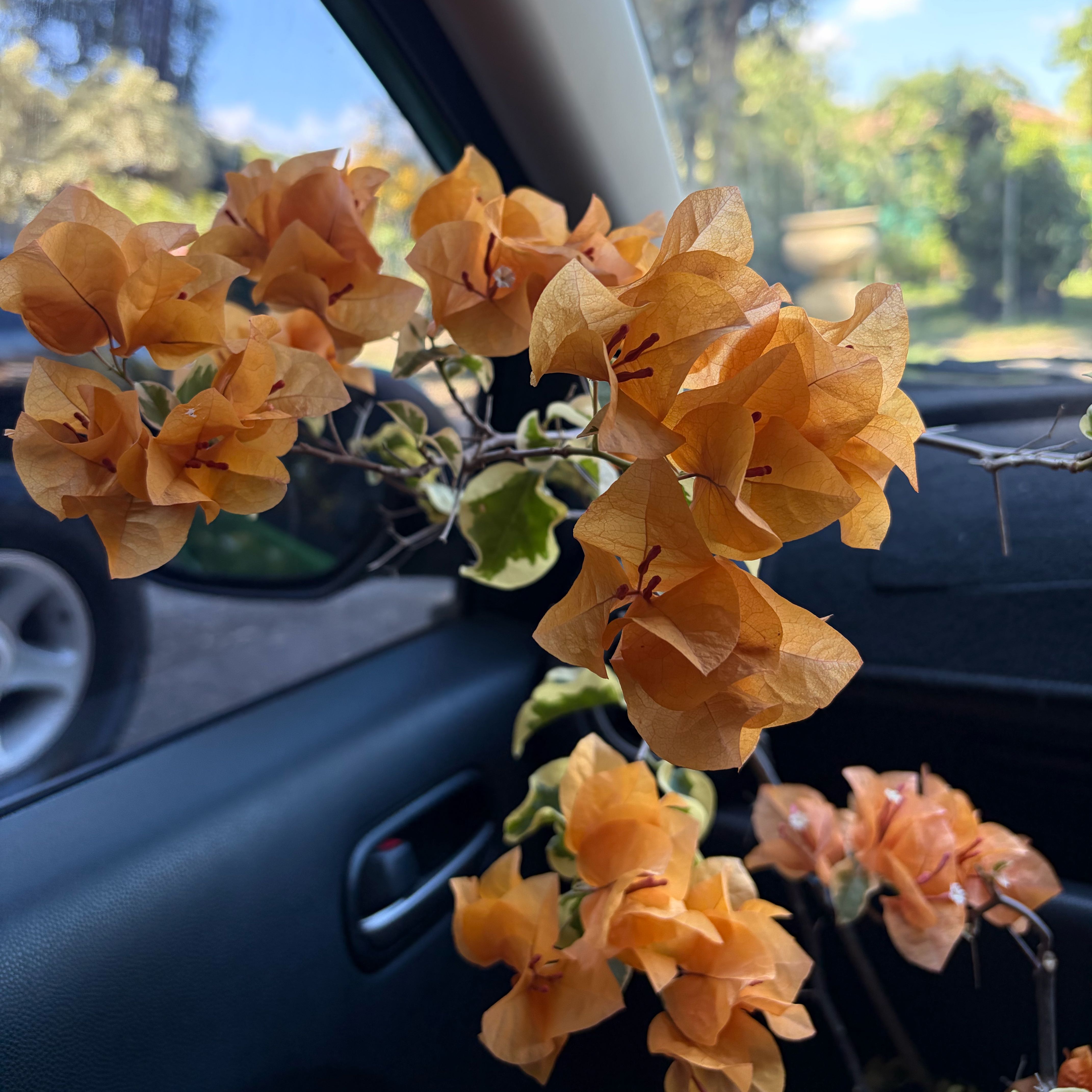 Photo of the plant species Bougainvillea 'Delta Dawn' by @ManyGreen28 named Lola on Greg, the plant care app