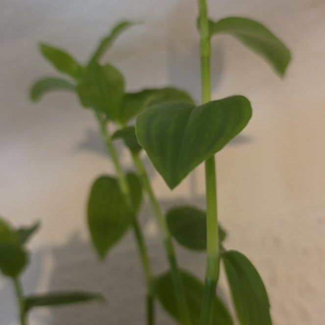 Photo of the plant species Solomon's Seal by @QuickNectarine0 named Orlando Bloom on Greg, the plant care app