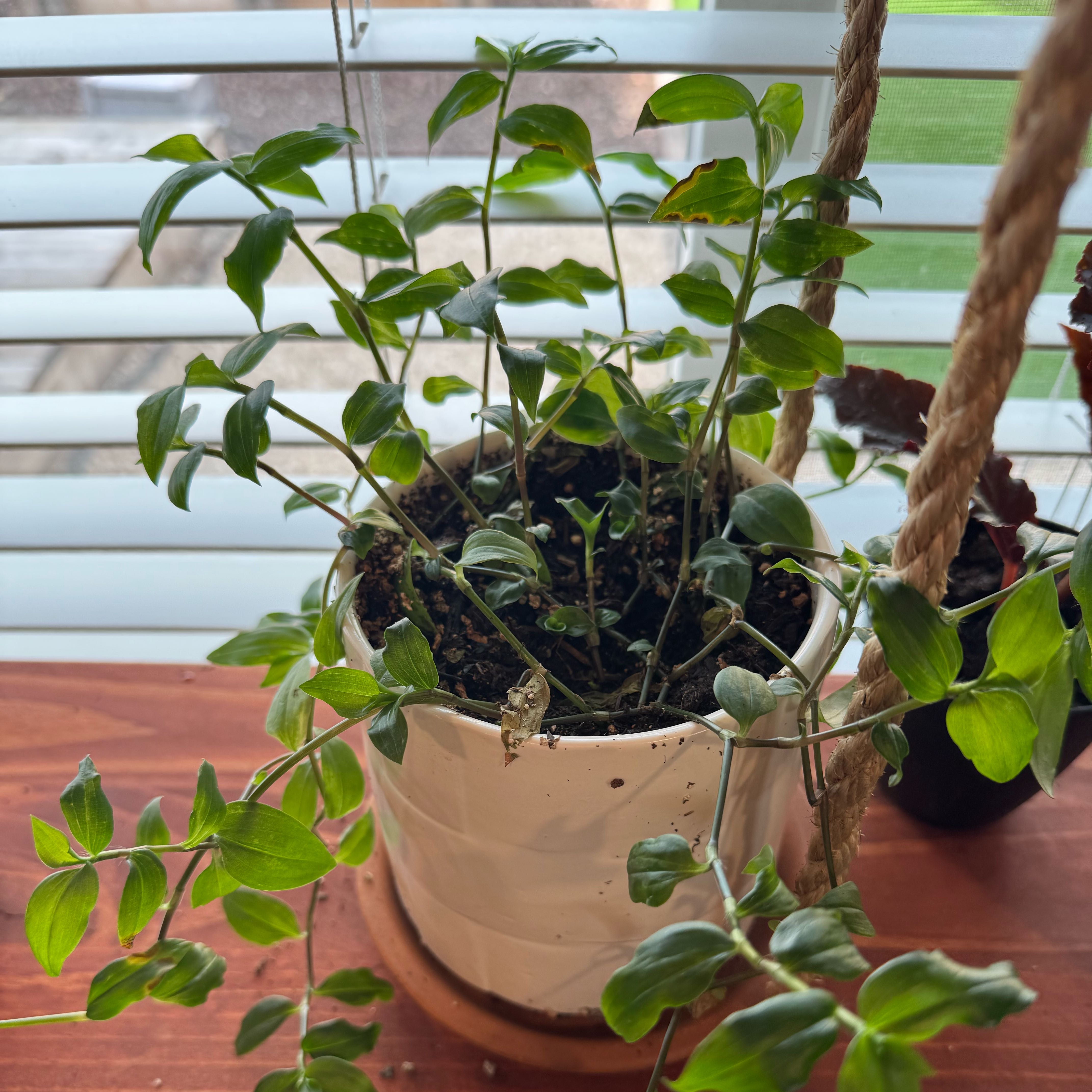 Photo of the plant species Tradescantia 'Green Hill' by @StrongBroccoli2 named ChloroPhil on Greg, the plant care app