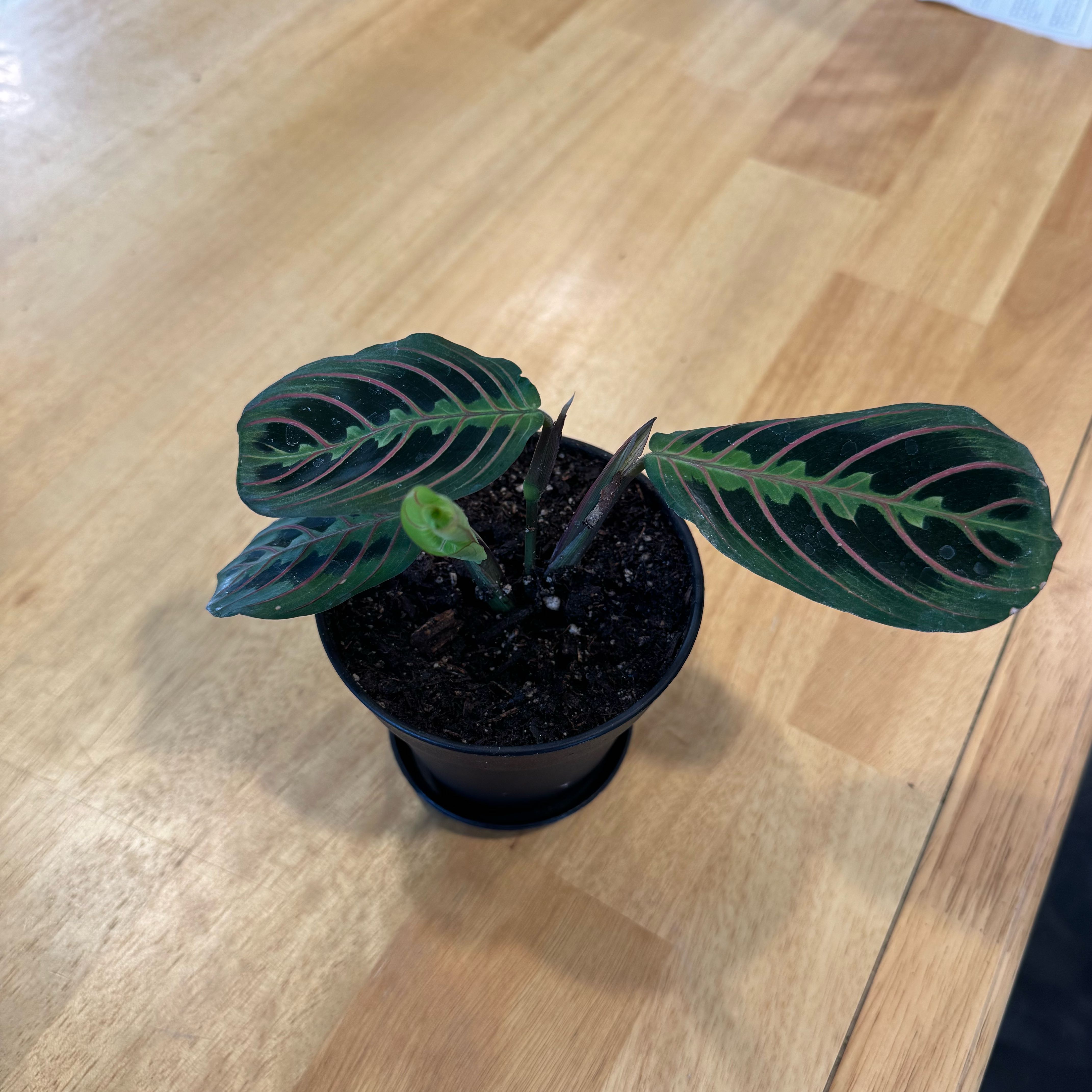 Photo of the plant species red prayer plant by @StrongBroccoli2 named Red on Greg, the plant care app