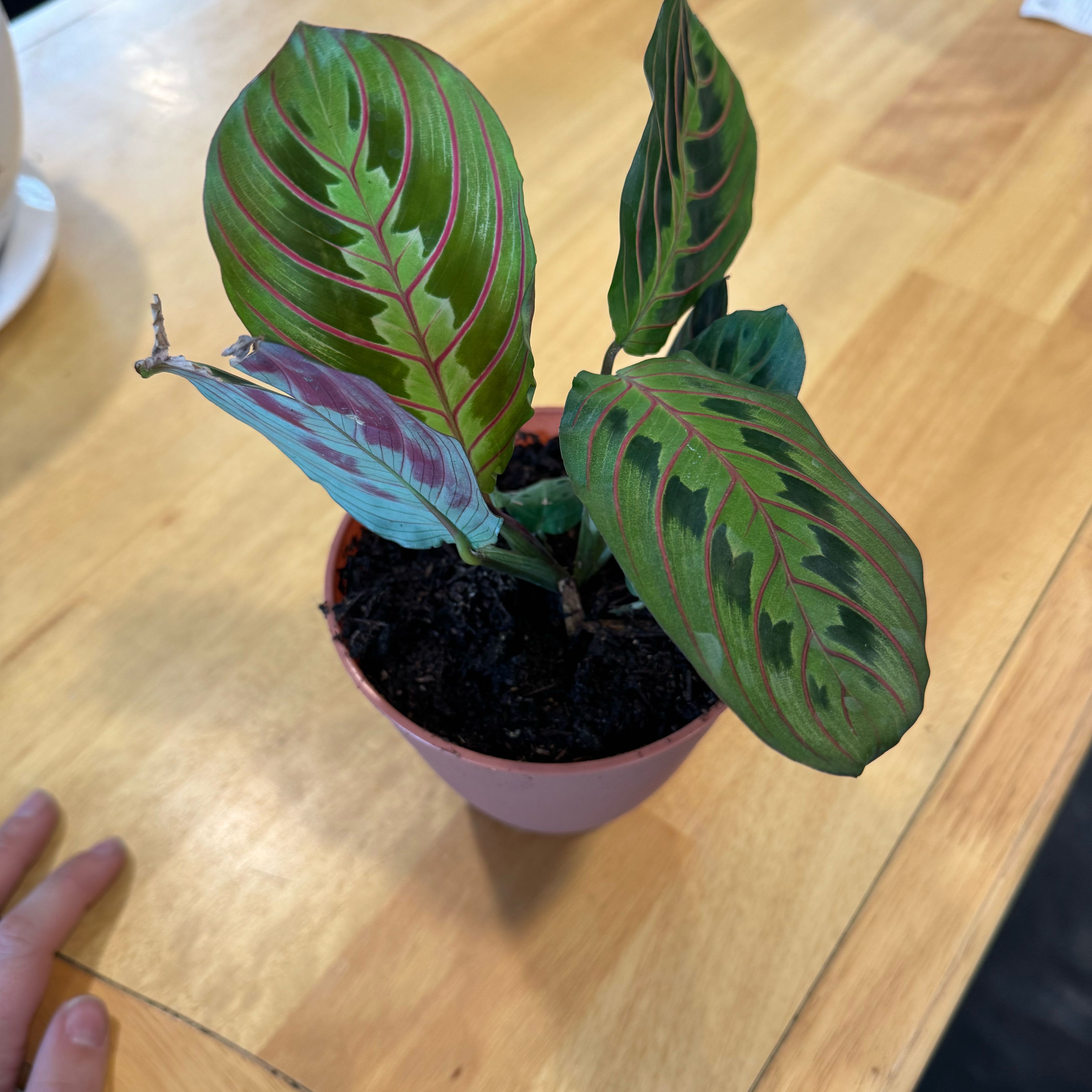 Photo of the plant species red prayer plant by @StrongBroccoli2 named Fernie Mac on Greg, the plant care app