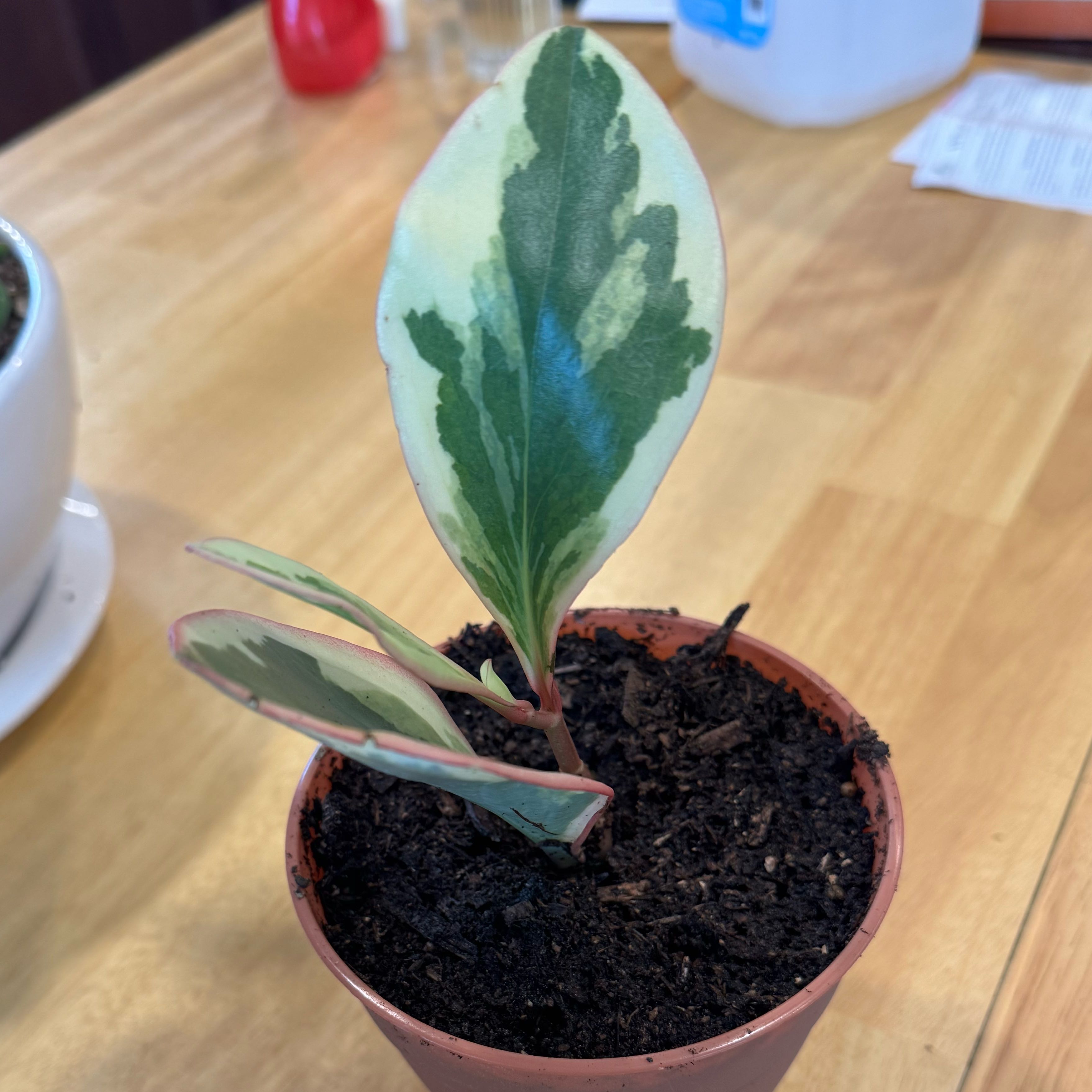 Photo of the plant species Rainbow Peperomia by @StrongBroccoli2 named Denali on Greg, the plant care app