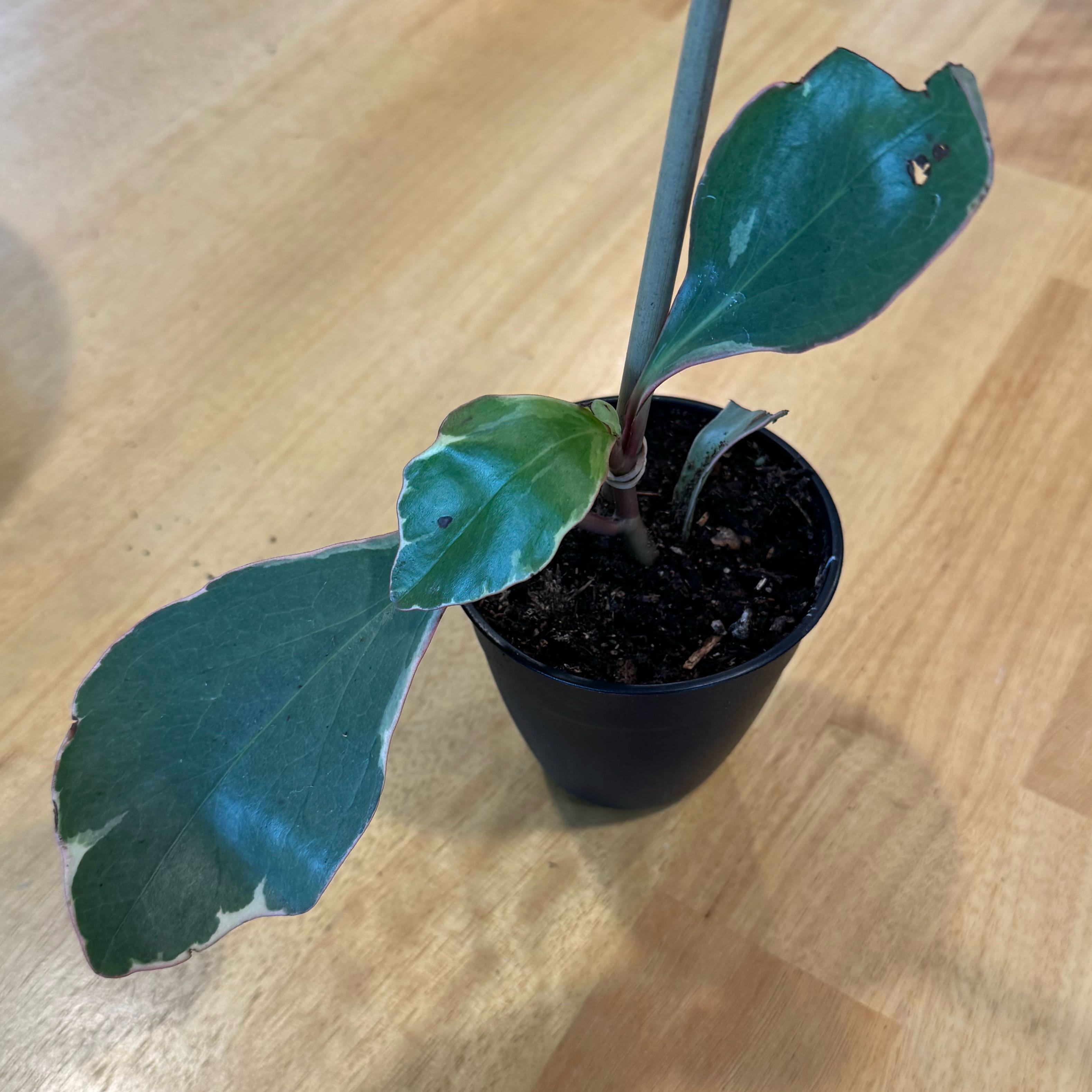 Photo of the plant species Rainbow Peperomia by @StrongBroccoli2 named Gomez on Greg, the plant care app