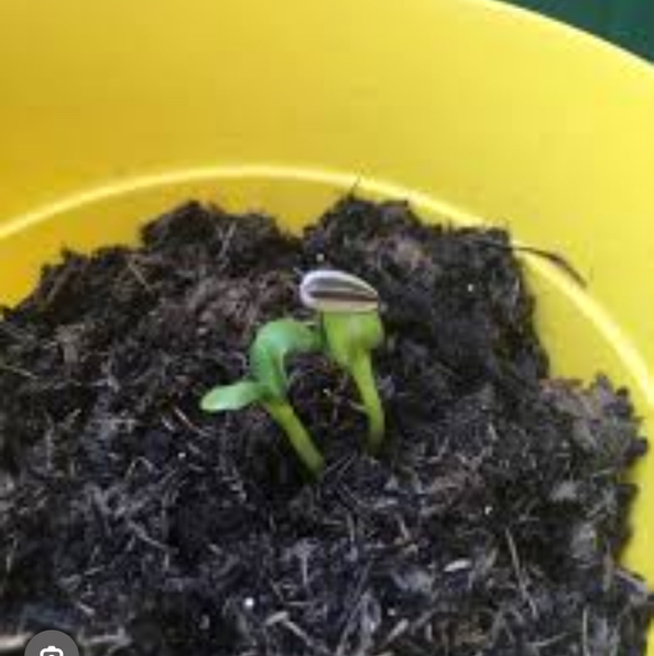 Photo of the plant species Sunflower by @WittyApple82 named Naomi on Greg, the plant care app