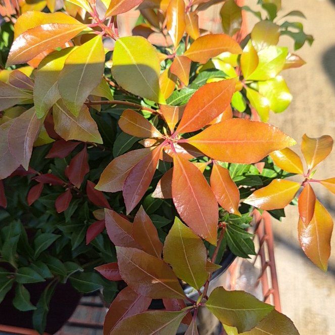 Photo of the plant species Japanese Andromeda by @DinkumBaibua named Drake on Greg, the plant care app