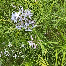 Photo of the plant species Texas-Star by @YeveJade76 named Aristotle on Greg, the plant care app