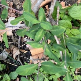 Photo of the plant species Honeysuckle by @YeveJade76 named Surya on Greg, the plant care app