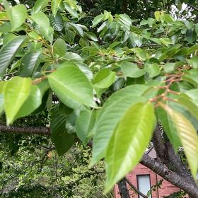 Photo of the plant species Japanese Flowering Cherry by @YeveJade76 named Willow on Greg, the plant care app