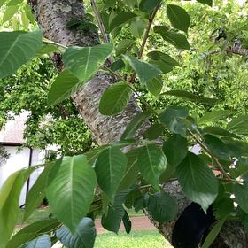 Photo of the plant species Japanese Flowering Cherry by @YeveJade76 named Bruce Lee on Greg, the plant care app