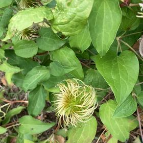 Photo of the plant species Purple Clematis by @YeveJade76 named Nemo on Greg, the plant care app