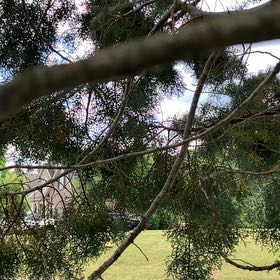 Photo of the plant species Cupressus arizonica by @YeveJade76 named Sanders on Greg, the plant care app