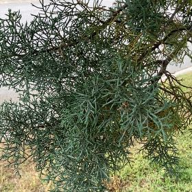Photo of the plant species Cupressus arizonica by @YeveJade76 named Madonna on Greg, the plant care app