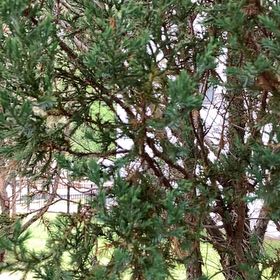 Photo of the plant species Rock Juniper by @YeveJade76 named Navajo on Greg, the plant care app