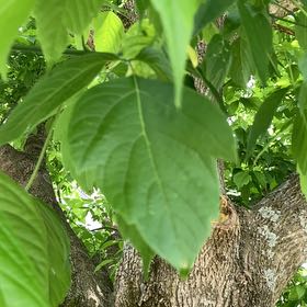 Photo of the plant species Box Elder by @YeveJade76 named Miley on Greg, the plant care app