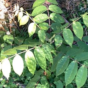 Photo of the plant species Black Walnut by @YeveJade76 named Rainier on Greg, the plant care app
