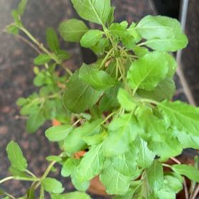 Photo of the plant species Holy Basil (Tulsi) by @TastyOnion54 named Baesil on Greg, the plant care app