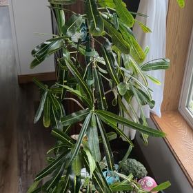 Photo of the plant species Banana Croton by @AngelMossfern8 named Luna on Greg, the plant care app