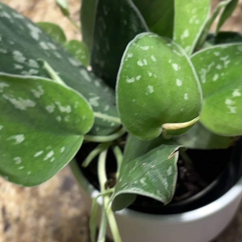 Photo of the plant species Box Holly by @HunkyVaseyoak7 named Darwin on Greg, the plant care app