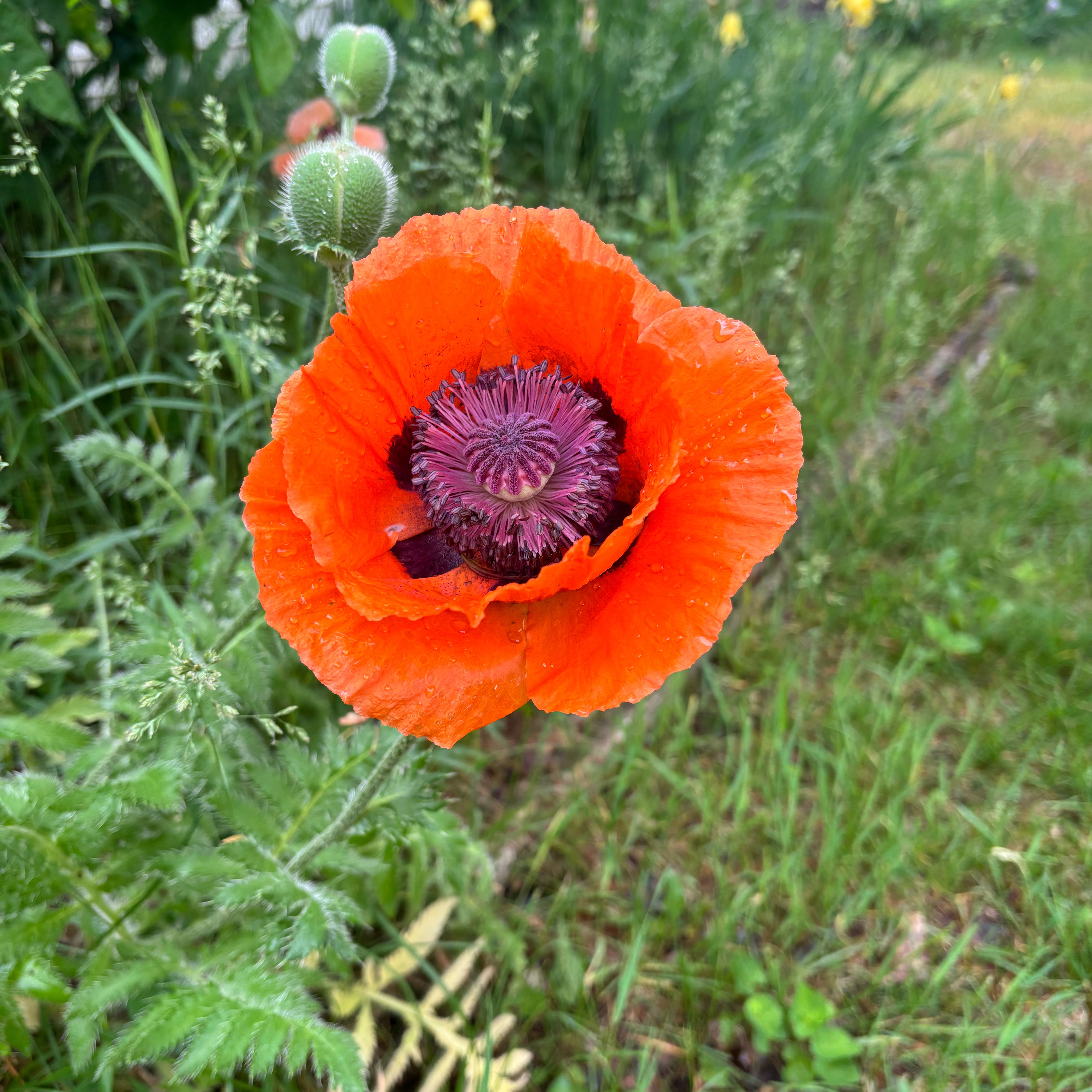 Photo of the plant species Oriental Poppy by @IdolAjídulce97 named Tree Diddy on Greg, the plant care app