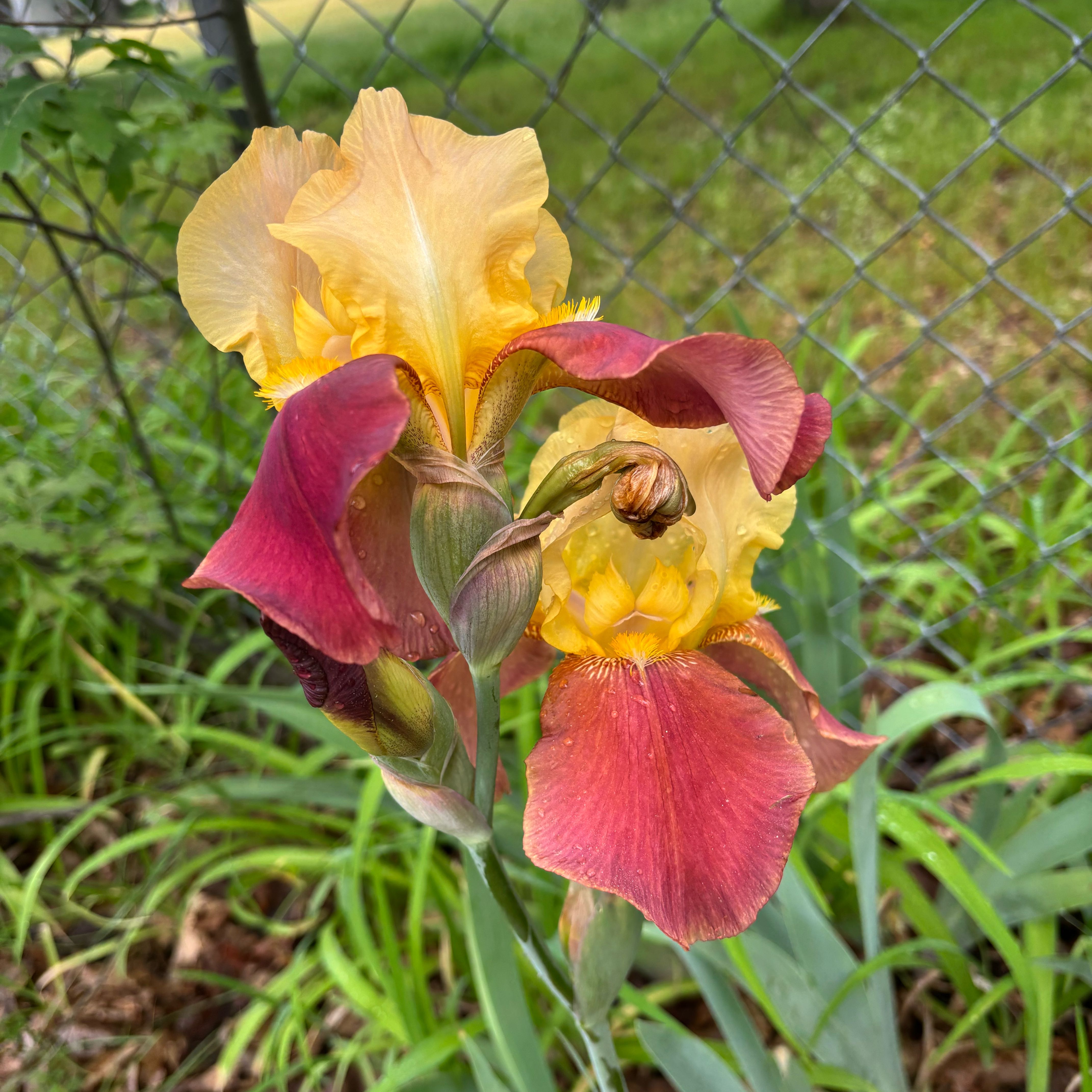 Photo of the plant species Crimean Iris by @IdolAjídulce97 named Gregarious on Greg, the plant care app