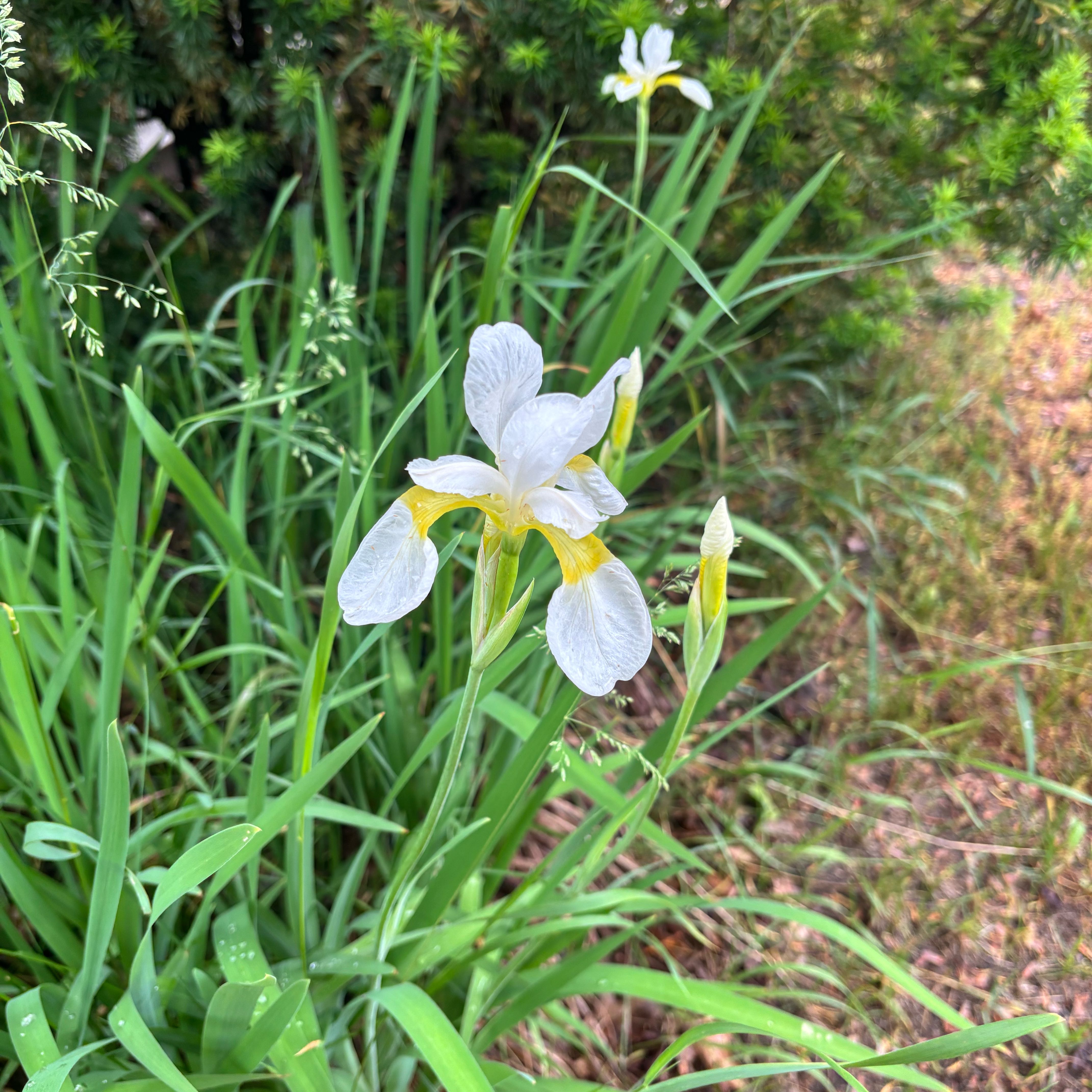 Photo of the plant species Virginia Iris by @IdolAjídulce97 named Hemingway on Greg, the plant care app