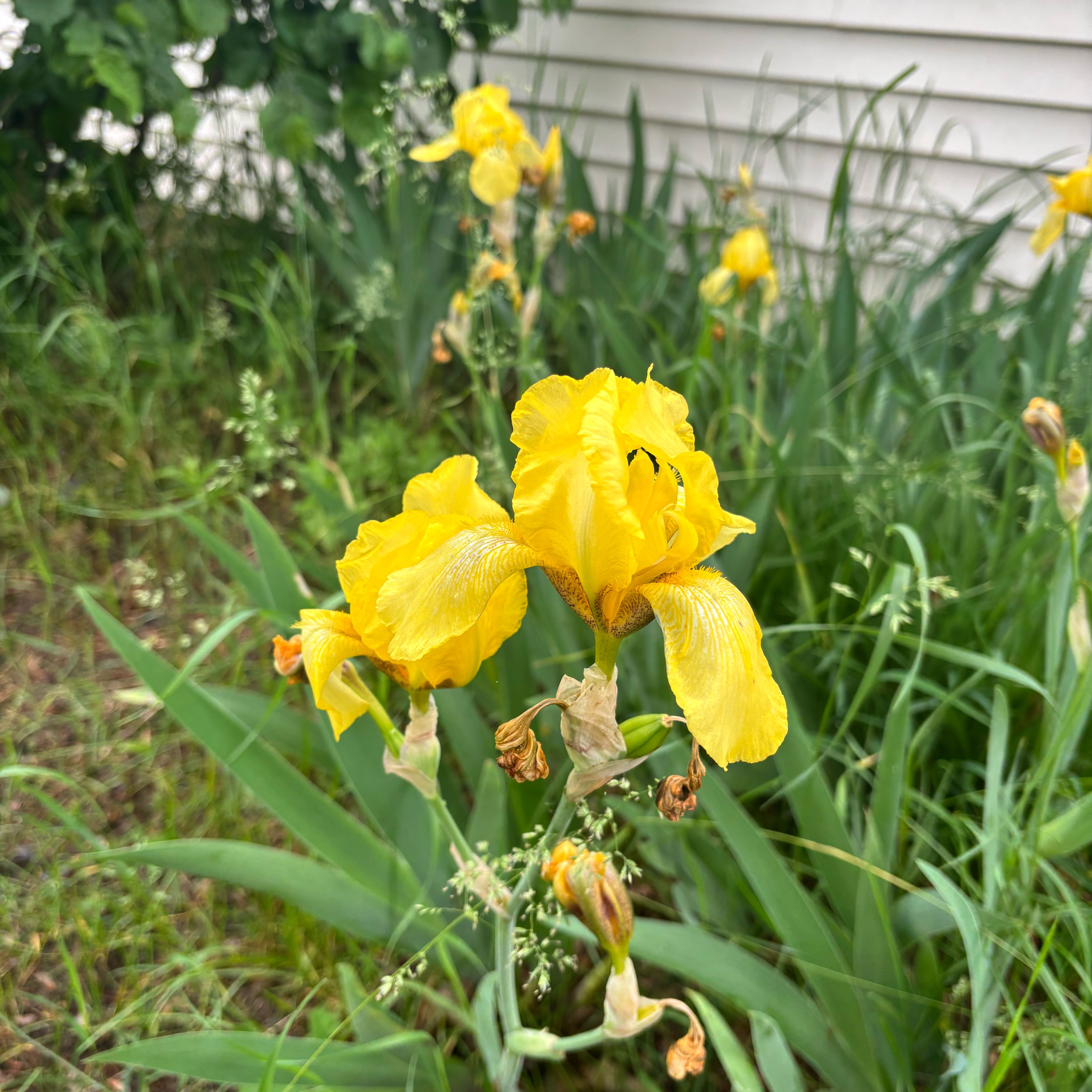 Photo of the plant species Yellow Iris by @IdolAjídulce97 named Peter Parker on Greg, the plant care app